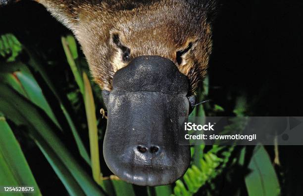 Platypus Ornithorhynchus Anatinus Close Up Of Beak Australia Stock Photo - Download Image Now