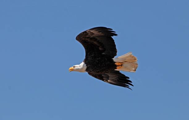 istock Bald Eagle, haliaeetus leucocephalus, Adult in Flight against Blue Sky 1254529173