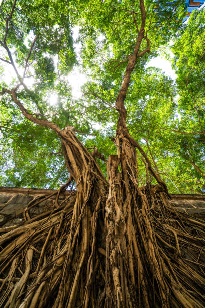 istock Banyan Tree in the Hong Kong park 1254529294