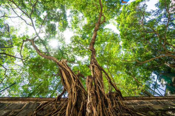 istock Banyan Tree in the Hong Kong park 1254529297