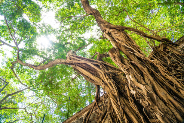 Banyan Tree in the Hong Kong park