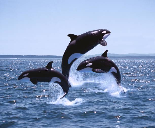 killer whale, orcinus orca, adults and calf leaping, canadá - ballena orca fotografías e imágenes de stock