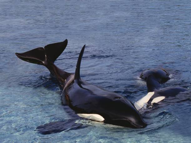 istock Killer Whale, orcinus orca, Adult standing at Surface, Canada 1254529635