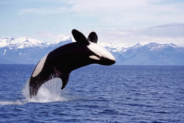 istock Killer Whale, orcinus orca, Adult Leaping, Canada 1254529639