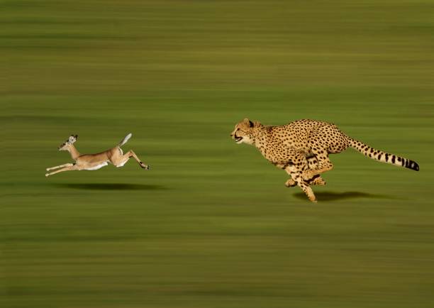 cheetah acinonyx jubatus, dorosły polowanie na gazela thomsona, gazella thomsoni - thomsons gazelle zdjęcia i obrazy z banku zdjęć