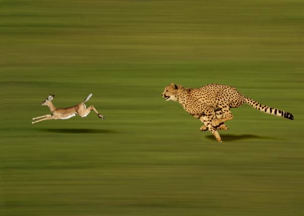 cheetah acinonyx jubatus, adult hunting a thomson's gazelle, gazella thomsoni - gazelle imagens e fotografias de stock