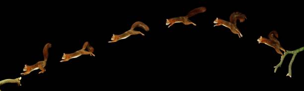 red squirrel, sciurus vulgaris, male leaping, movement sequence - red squirrel vulgaris animal imagens e fotografias de stock