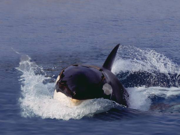 istock Killer Whale, orcinus orca, Adult Leaping, Canada 1254529655