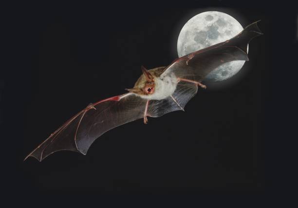 Mouse-eared Bat, myotis myotis, Flight at Full Moon Mouse-eared Bat, myotis myotis, Flight at Full Moon mouse eared bat photos stock pictures, royalty-free photos & images