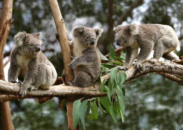 koala, phascolarctos cinereus, groupe assis sur branch, australie - cinereous photos et images de collection