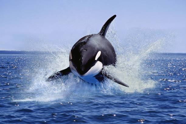 killer whale, orcinus orca, adult leaping, canadá - ballena orca fotografías e imágenes de stock