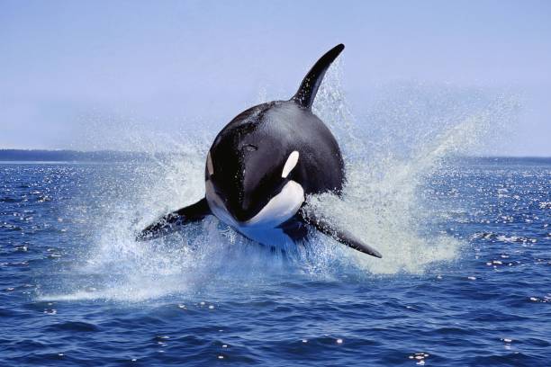 istock Killer Whale, orcinus orca, Adult Leaping, Canada 1254530177