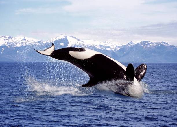 istock Killer Whale, orcinus orca, Adult Leaping, Canada 1254530189