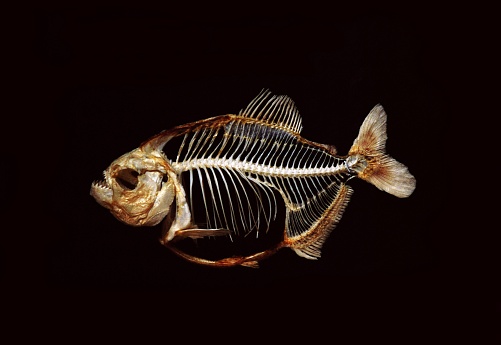 Skeleton of Piranha, serrasalmus piraya