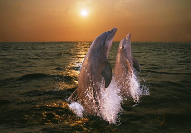 istock Bottlenose Dolphin, tursiops truncatus, Pair Leaping at Sunset, Honduras 1254530207