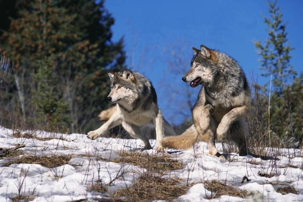 istock North American Grey Wolf, canis lupus occidentalis, Adults running on Snow, Canada 1254530213