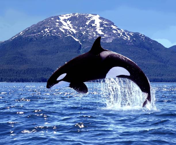istock Killer Whale, orcinus orca, Adult Leaping, Canada 1254530222