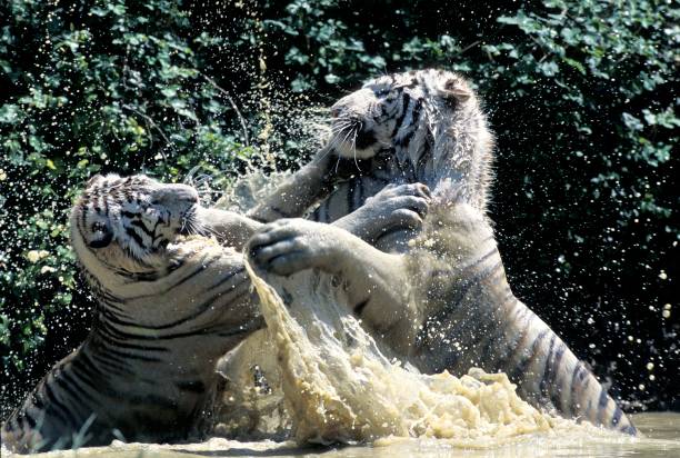 istock White Tiger, panthera tigris, Fight in Water 1254530237