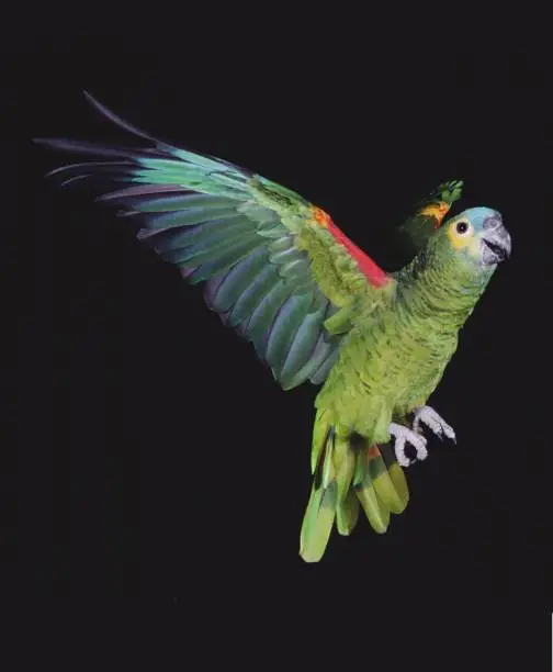 Blue-Fronted Amazon Parrot or Turquoise-Fronted Amazon Parrot, amazona aestiva, Adult in flight
