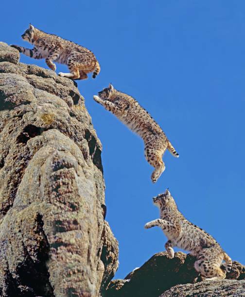 Bobcat, lynx rufus, Adult leaping on Rocks, Movement sequence, Canada Bobcat, lynx rufus, Adult leaping on Rocks, Movement sequence, Canada wildcat animal stock pictures, royalty-free photos & images