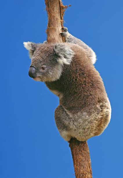 koala, phascolarctos cinereus, adulte contre blue sky, australie - cinereous photos et images de collection