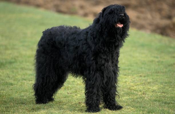istock Black Russian Terrier standing on Lawn 1254530394