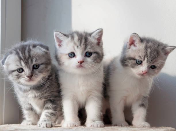 istock three scottish kittens are sitting on the window 1254530986