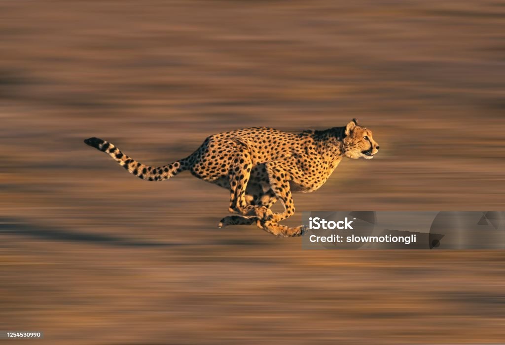 CHEETAH acinonyx jubatus, Adult running through Savannah Cheetah Stock Photo