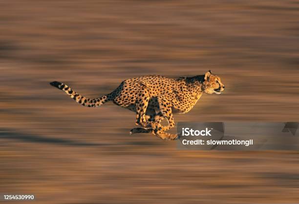 Cheetah Acinonyx Jubatus Adult Running Through Savannah Stock Photo - Download Image Now
