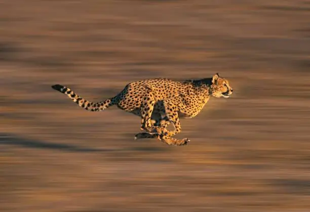 Photo of CHEETAH acinonyx jubatus, Adult running through Savannah