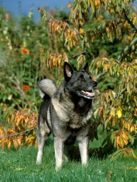 istock Norwegian Elkhound Dog, standing on Grass 1254531111