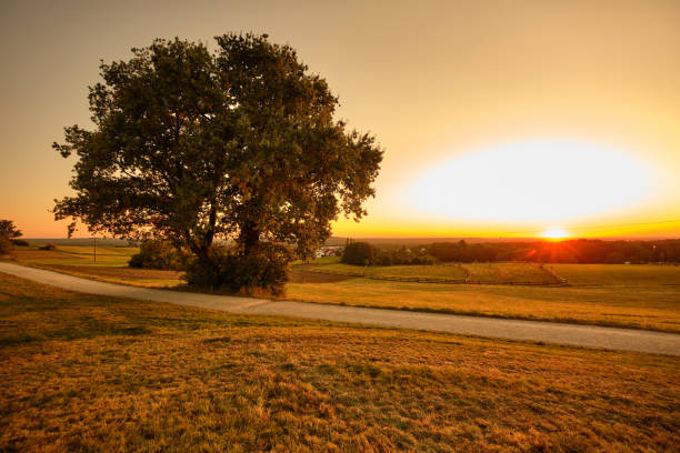 istock Beautiful countryside landscape during sunset with single tree 1254531265