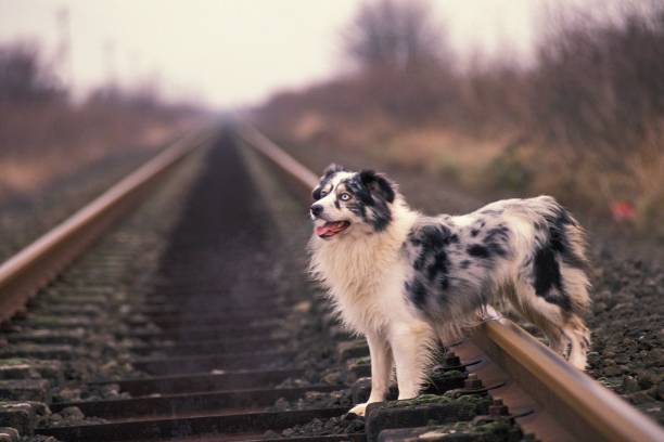 istock Australian Shepherd Dog standing on Rail Road 1254531406