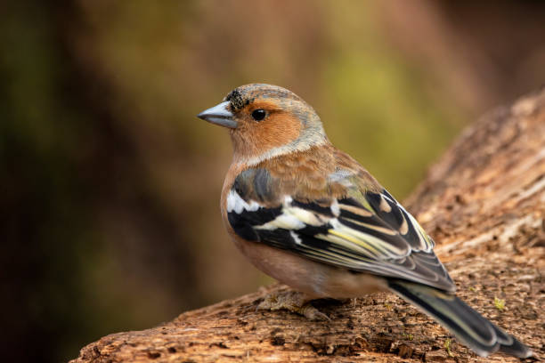 atemberaubende chaffinch fringilla coelebs auf ast in frühlingssonne - chaffinch stock-fotos und bilder