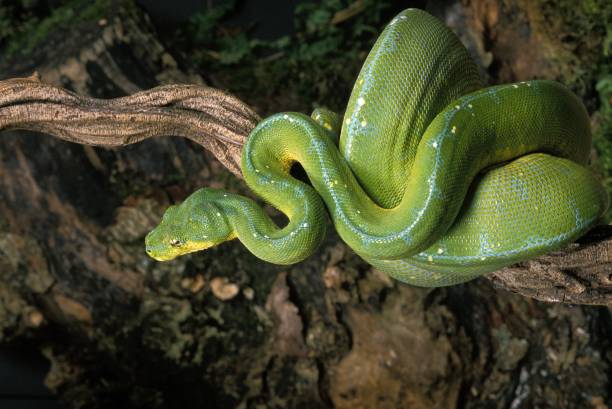 pitone albero verde, morelia viridis - green tree python foto e immagini stock