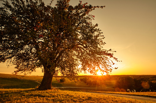 Sunset in an countryside landscape with a beautiful single tree in the foreground. Seen in Franconia / Bavaria, Germany near Kalchreuth in September