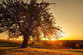 Beautiful single tree in countryside sunset