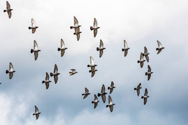 istock Many pigeons birds flying in the cloudy sky 1254532181