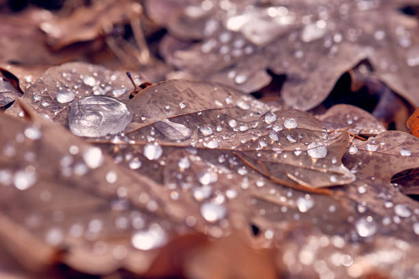 Photo of Drops of water on fallen brown autumn leaves