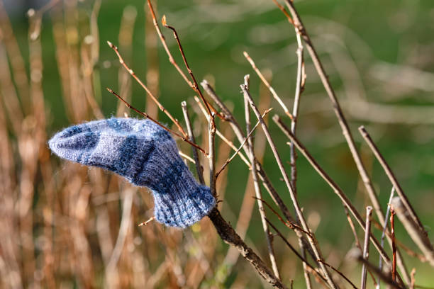 A lost sock of a baby hanging on a twig stock photo