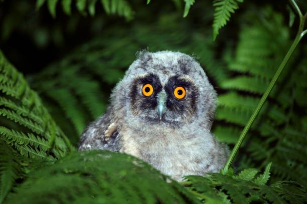 istock Long-eared Owl, asio otus, Portrait of Chick, Normandy 1254532386