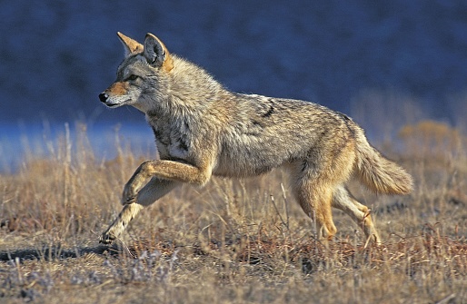 Coyote, canis latrans, Adult running, Montana