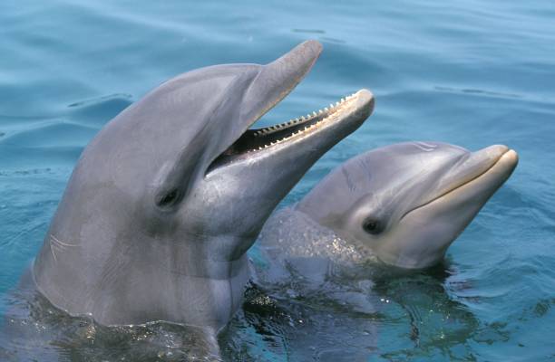 bottlenose dolphin, tursiops truncatus, heads at surface - two dolphins zdjęcia i obrazy z banku zdjęć