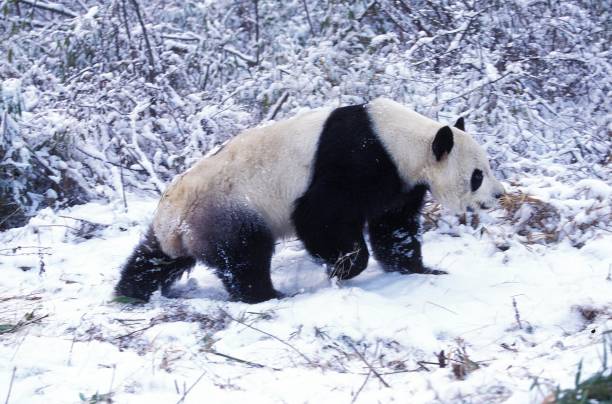 ジャイアントパンダ、アイルグロポッドメラノロイカ、雪の上に立つ大人、中国のウーロン保護区 - melanoleuca ストックフォトと画像