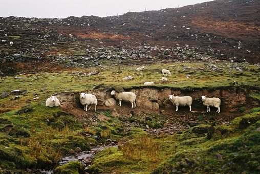 Scottish Highlands Sheep sheltering from the rain next to a stream in a field