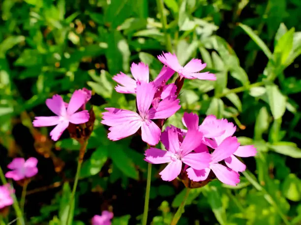 Carthusian Pink, medieval medicinal herb of the abbeys