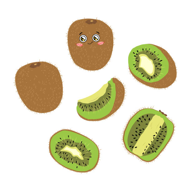 ilustrações de stock, clip art, desenhos animados e ícones de vector color illustration of whole, half and slice kiwi on a white background in flat style. bright set of kiwi berries for design. - freshness food serving size kiwi