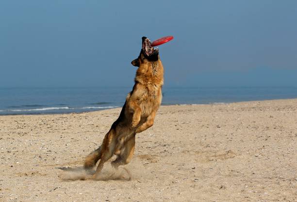 istock German Shepherd, Male catching frisbee, beach in Normandy 1254535605