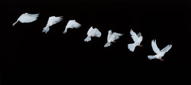 istock White Dove, columba livia in Flight, Movement Sequence 1254536868