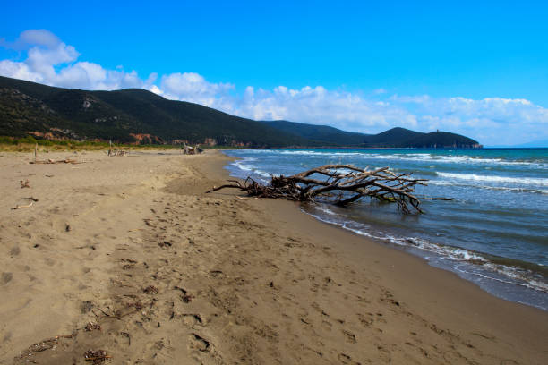 A large weathered driftwood log lies on the wet sandy beach, surrounded by shells and small stones near gentle waves under a clear blue sky.
